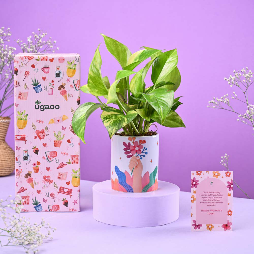 Money Plant Variegated in Ceramic Pot Women's Day Gift