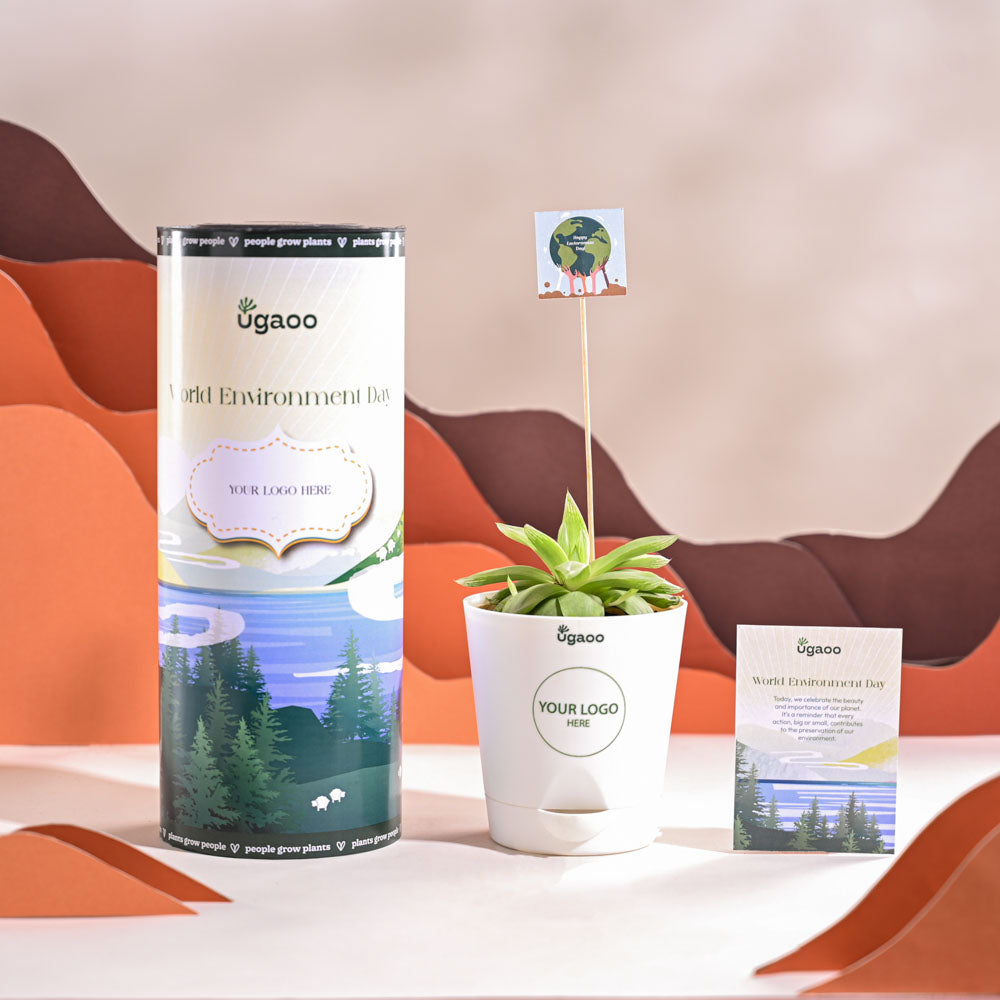 Haworthia Cooperi Fleshy For Environment Day Gifting