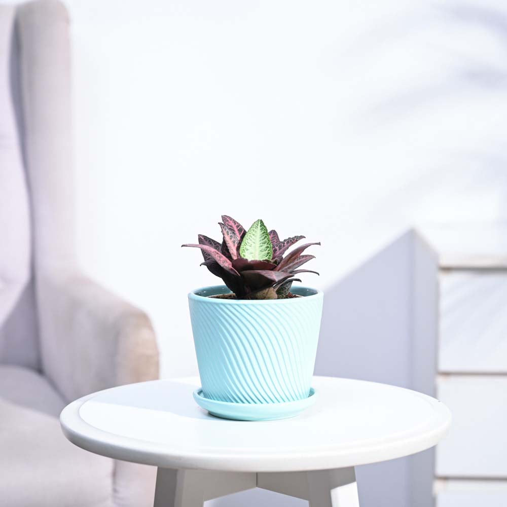 Euphorbia Francoisii Hybrid