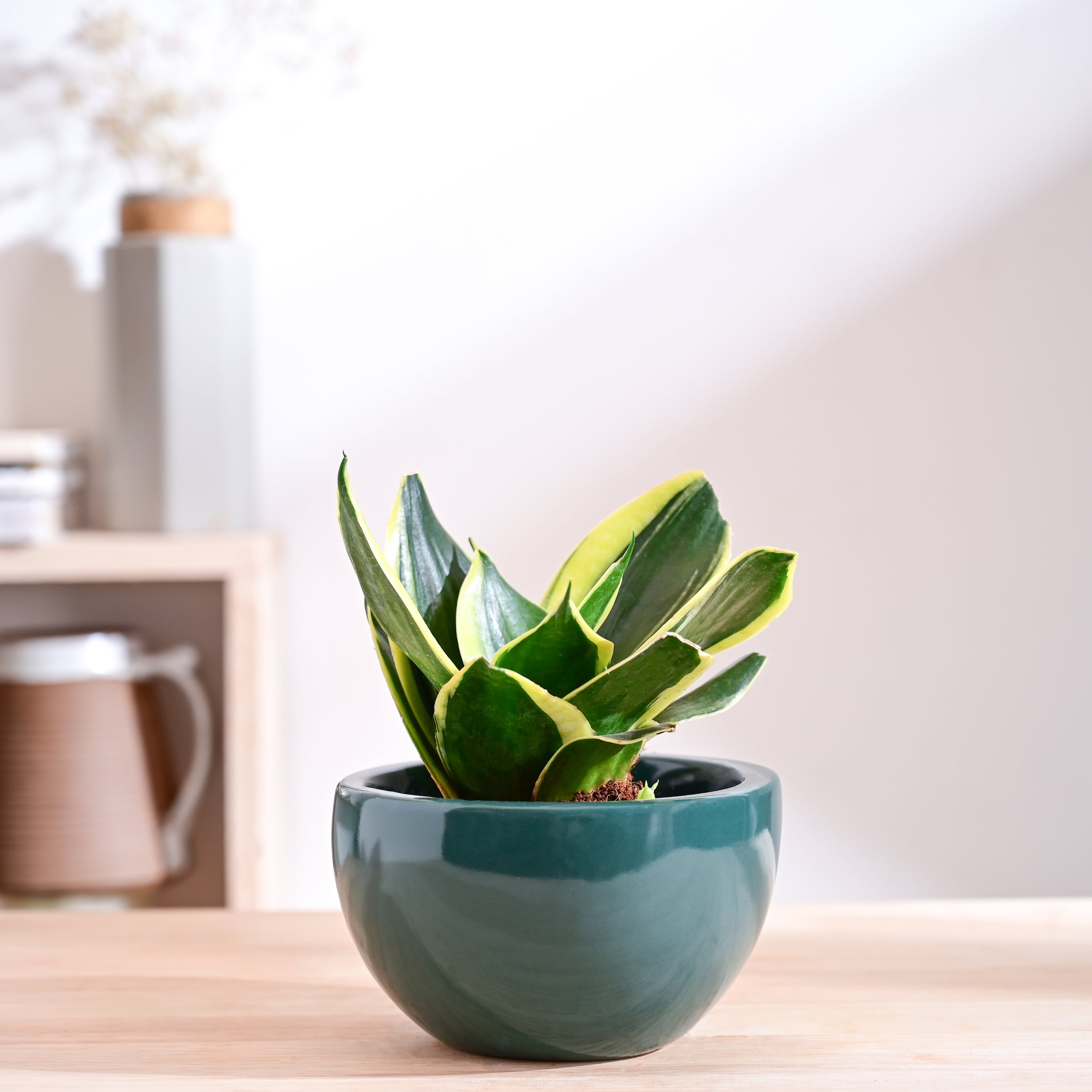 Nature's Hum Fat Ceramic Planter