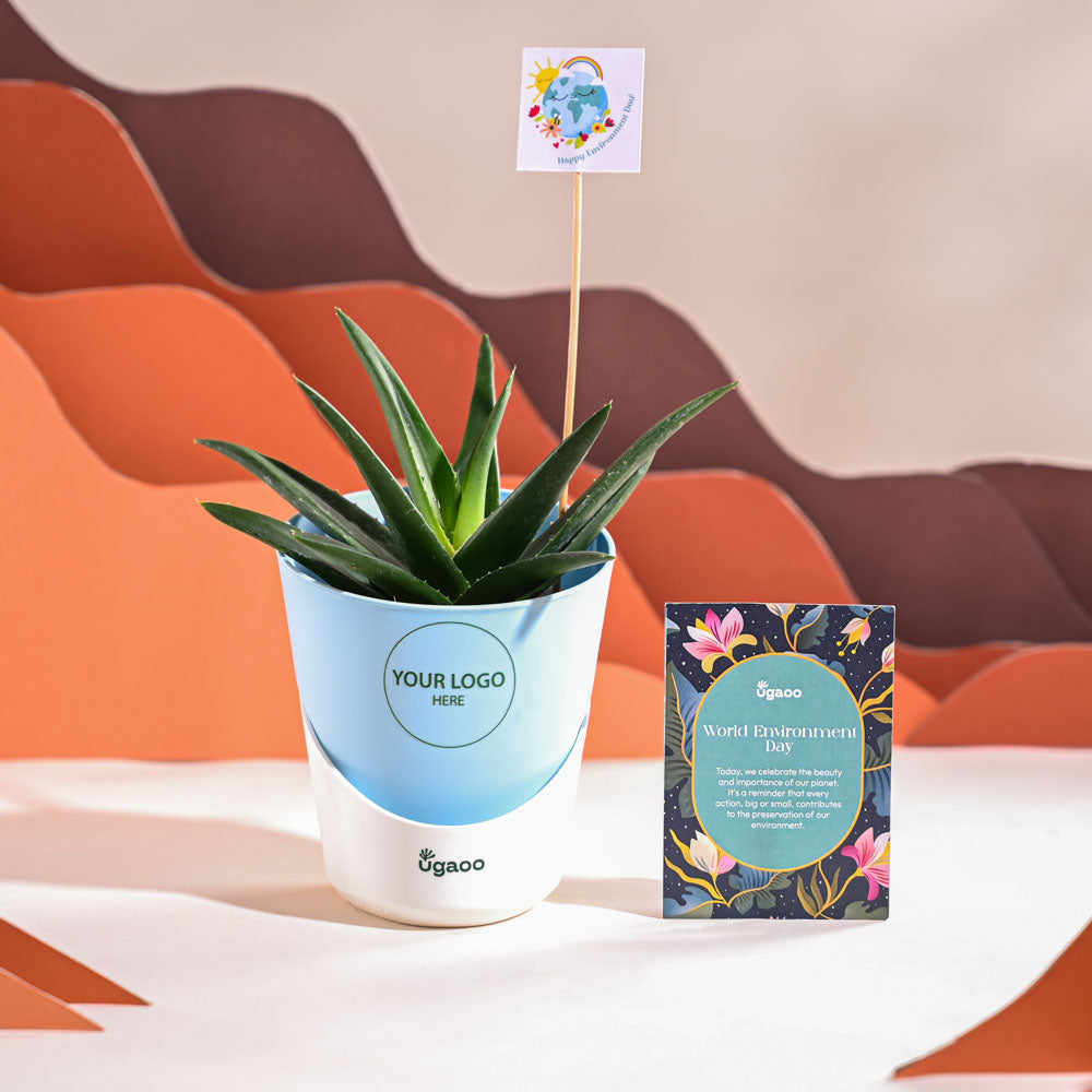 Aloe Vera Green Mini Plant For Environment Day Gifting