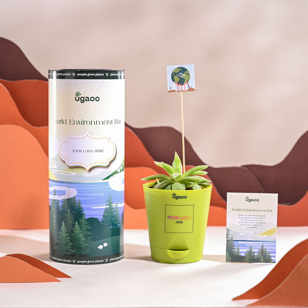 Haworthia Cooperi Fleshy For Environment Day Gifting