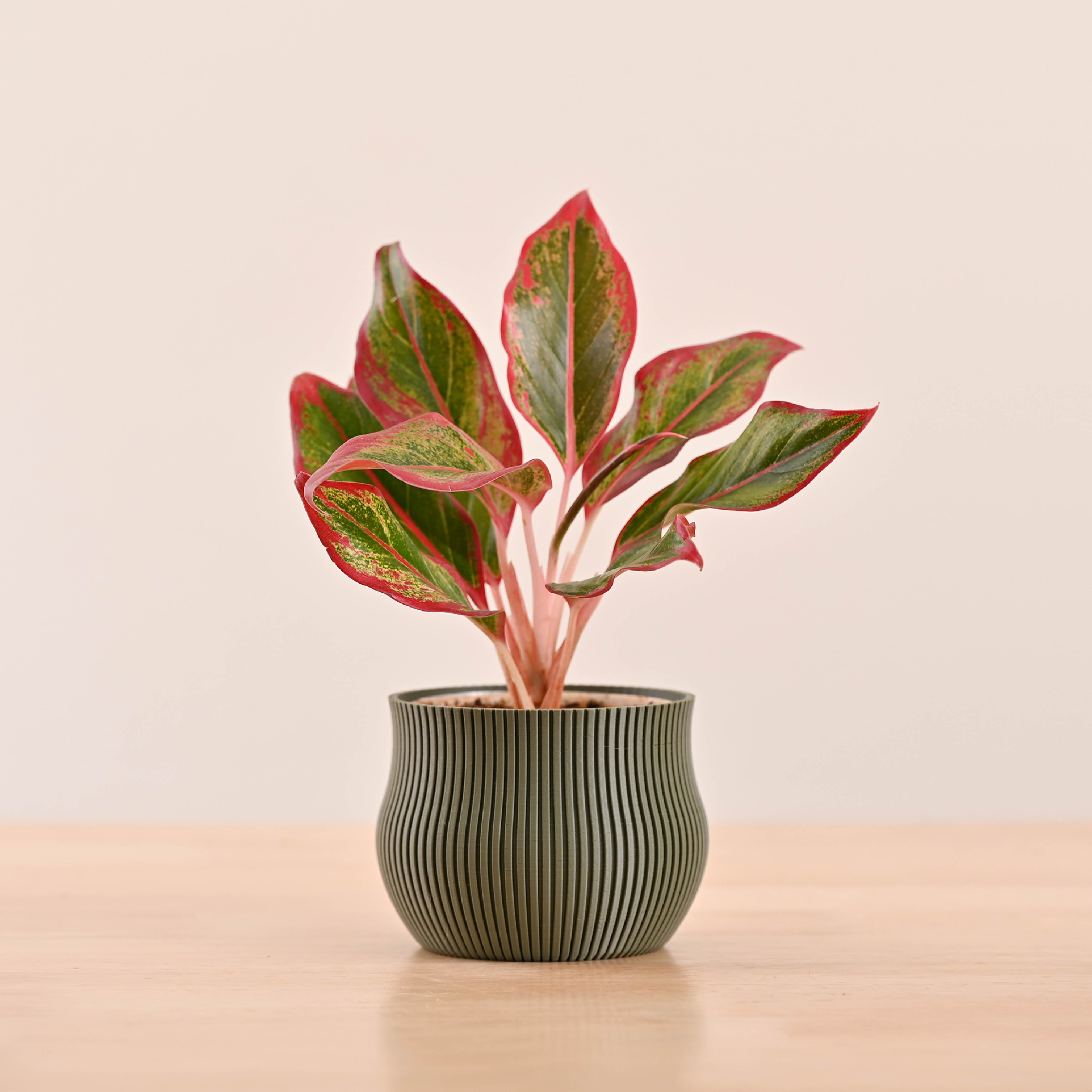 Crown Planter