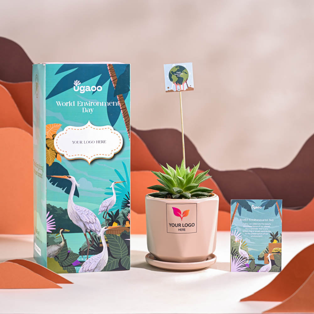 Haworthia Turgida For Environment Day Gifting