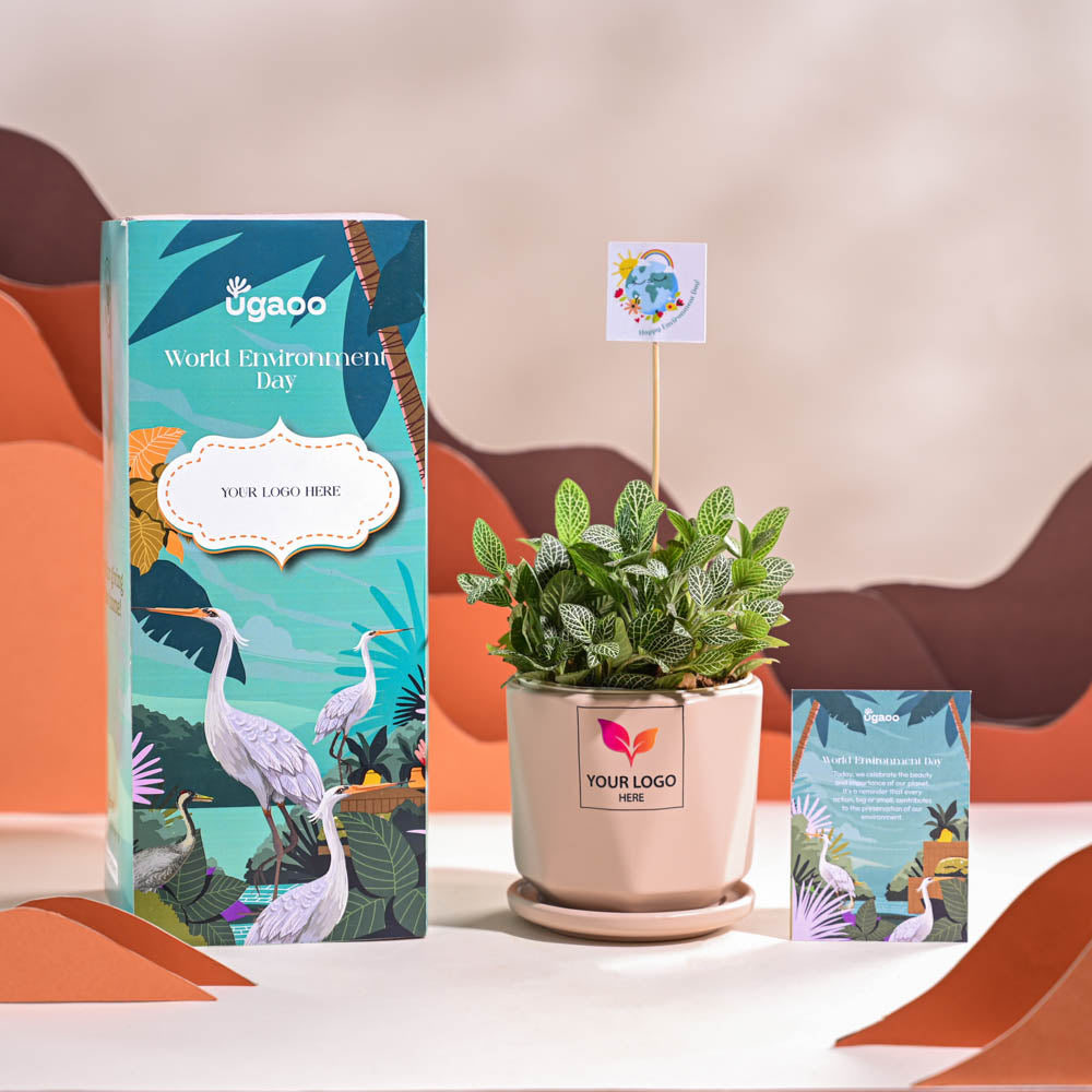 Fittonia Green Plant (Nerve Plant) For Environment Day Gifting