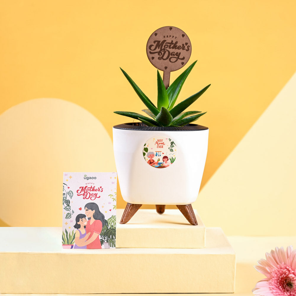 Aloe Vera Green Mini For Mother's Day Gifting