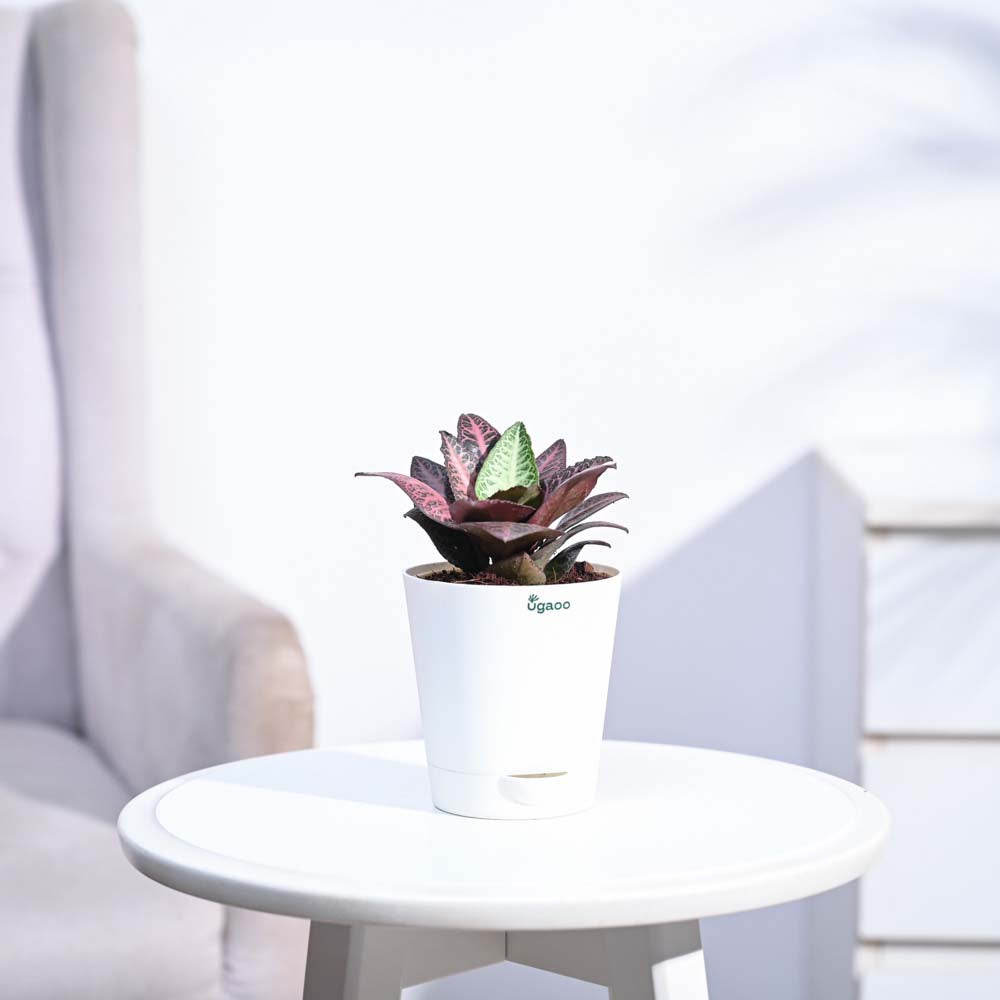 Euphorbia Francoisii Hybrid