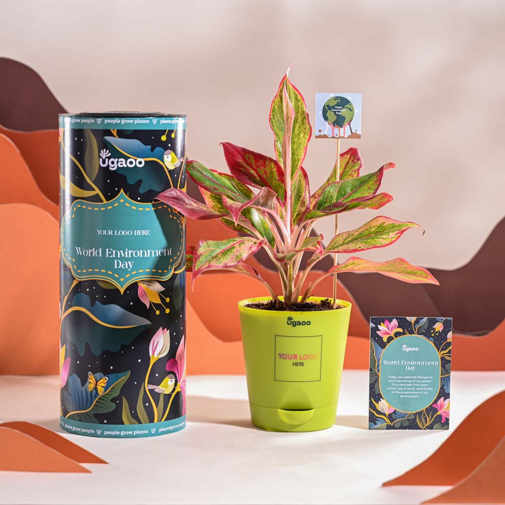 Aglaonema Red Plant For Environment Day Gifting