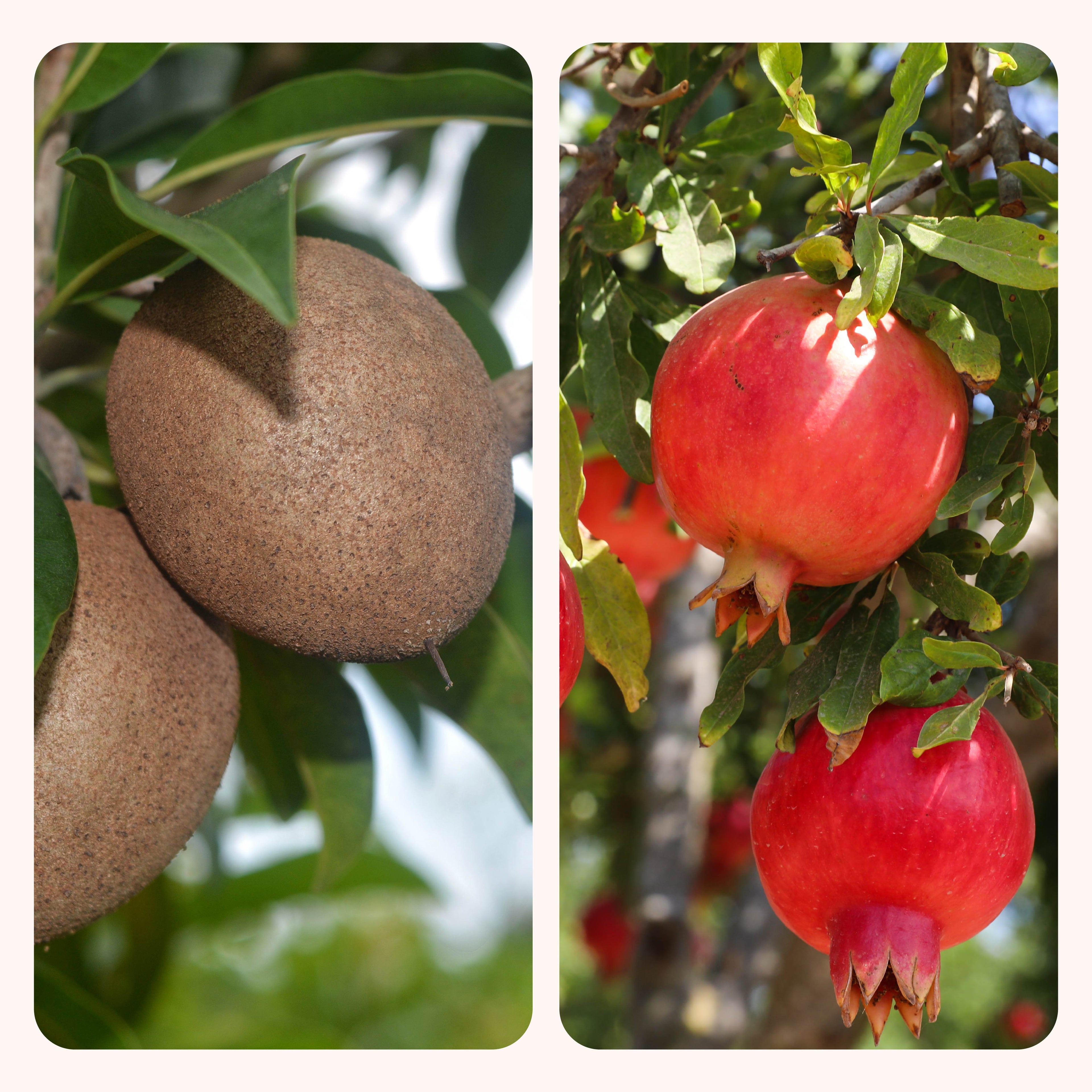 Chiku and Pomegranate Fruit Plant Combo