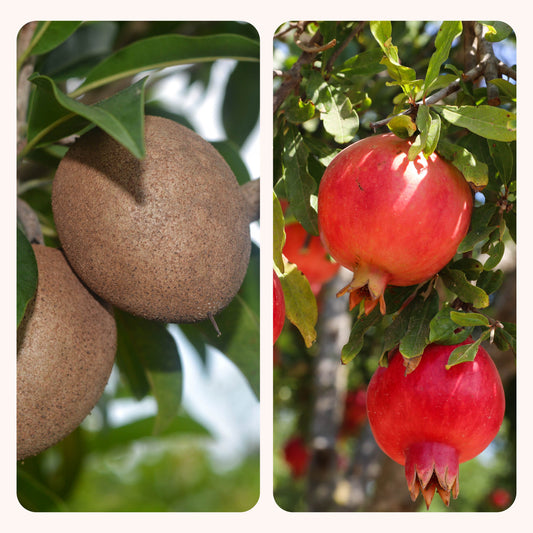 Chiku and Pomegranate Fruit Plant Combo