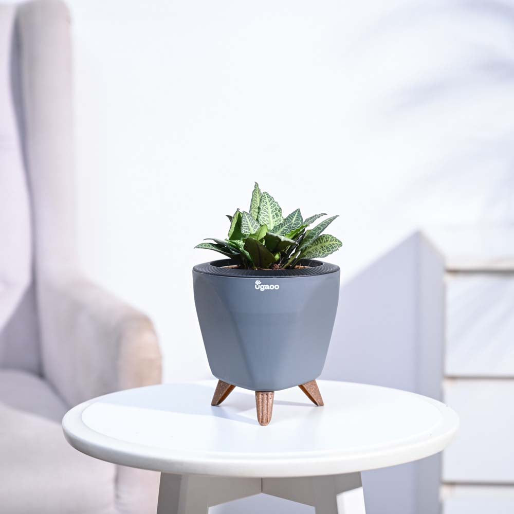 Euphorbia Francoisii Green