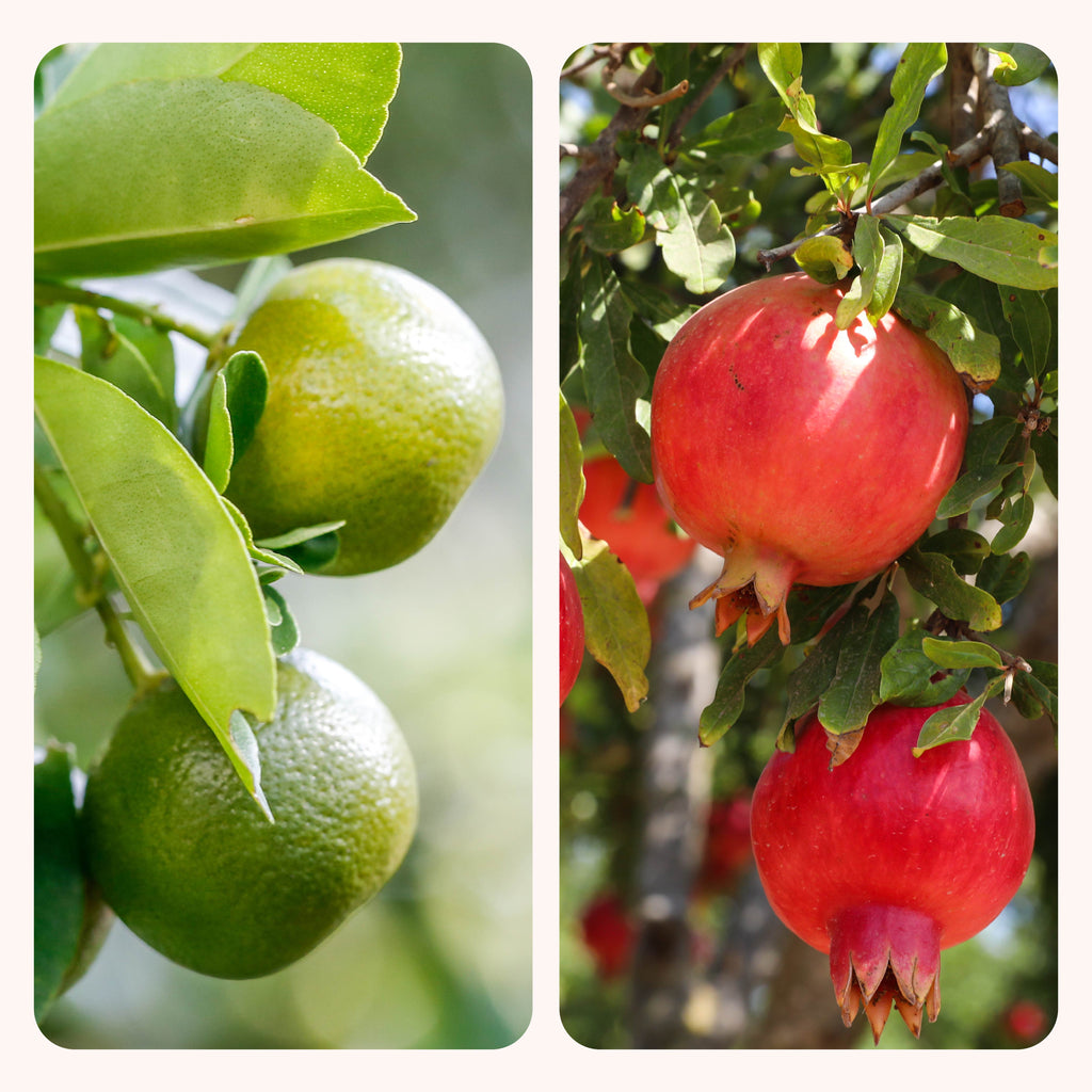 Pomegranate and Lemon Plant Combo