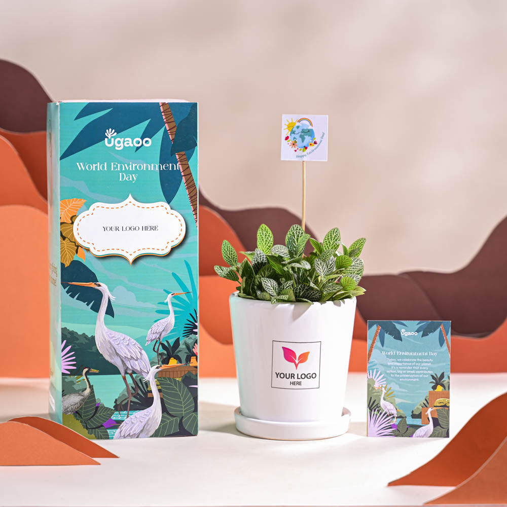 Fittonia Green Plant (Nerve Plant) For Environment Day Gifting