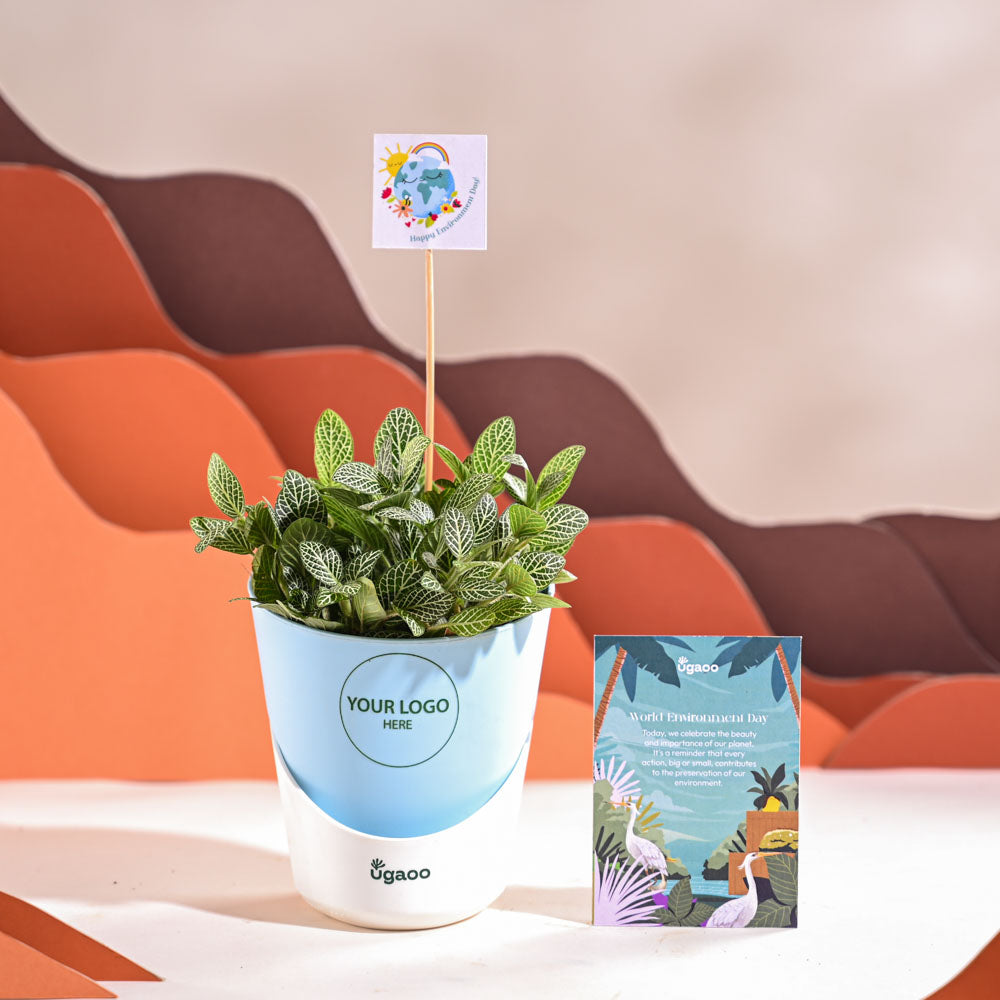 Fittonia Green Plant (Nerve Plant) For Environment Day Gifting