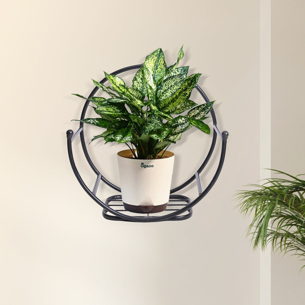 Concave Wall Mounting Planter