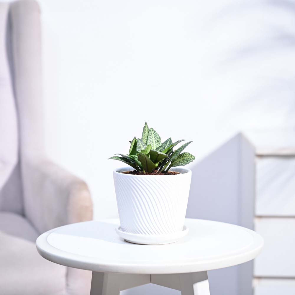 Euphorbia Francoisii Green