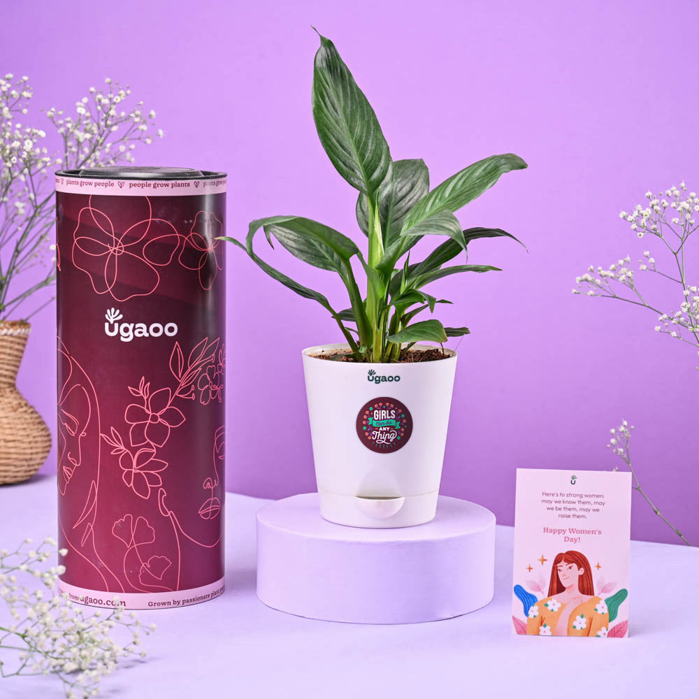Peace Lily Women's Day Gift
