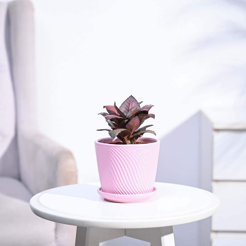 Red Euphorbia Plant