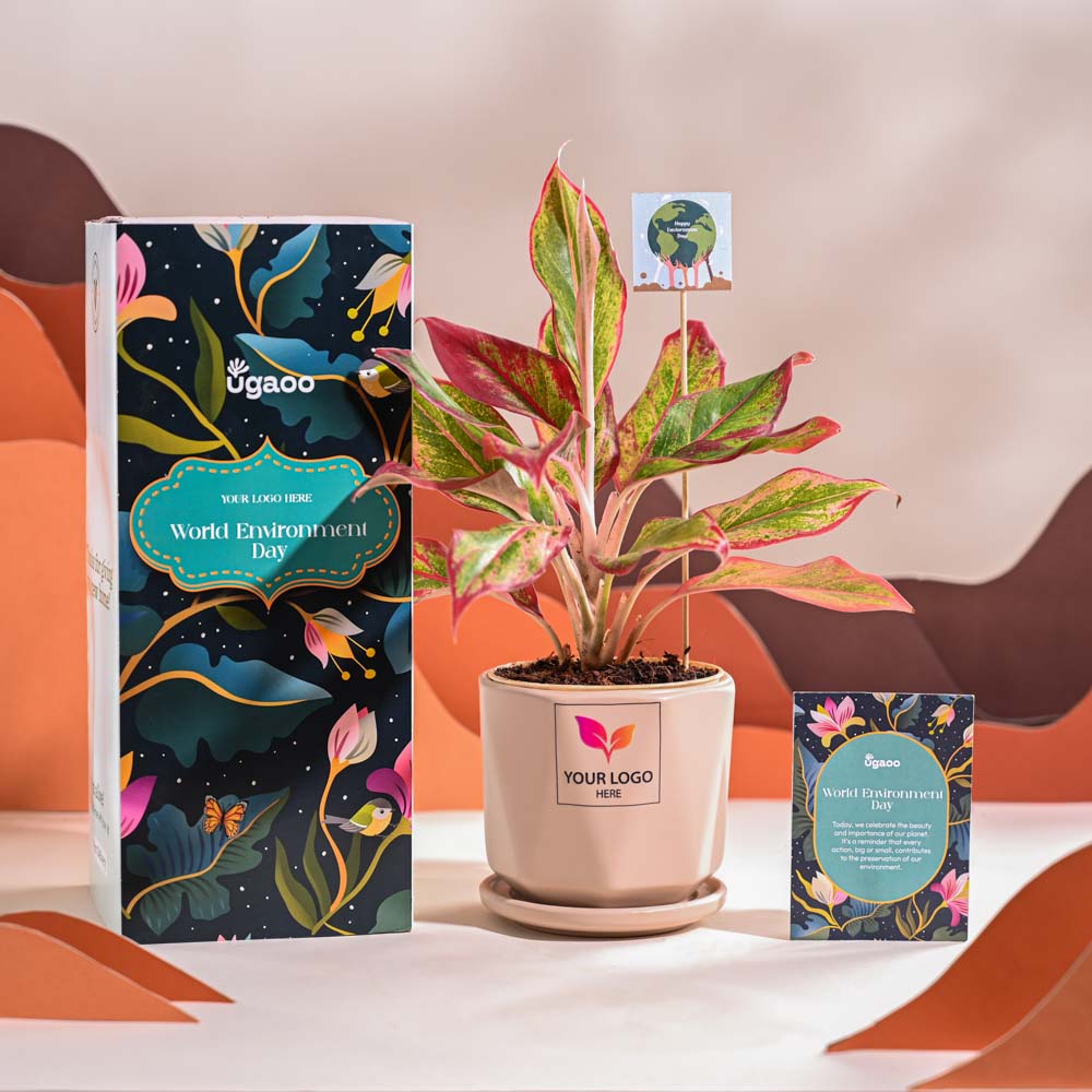 Aglaonema Red Plant For Environment Day Gifting