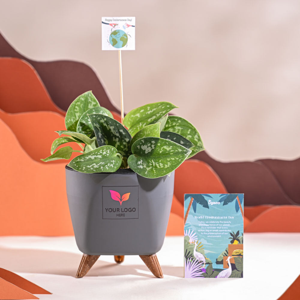 Satin Pothos Argyraeus-small For Environment Day Gifting
