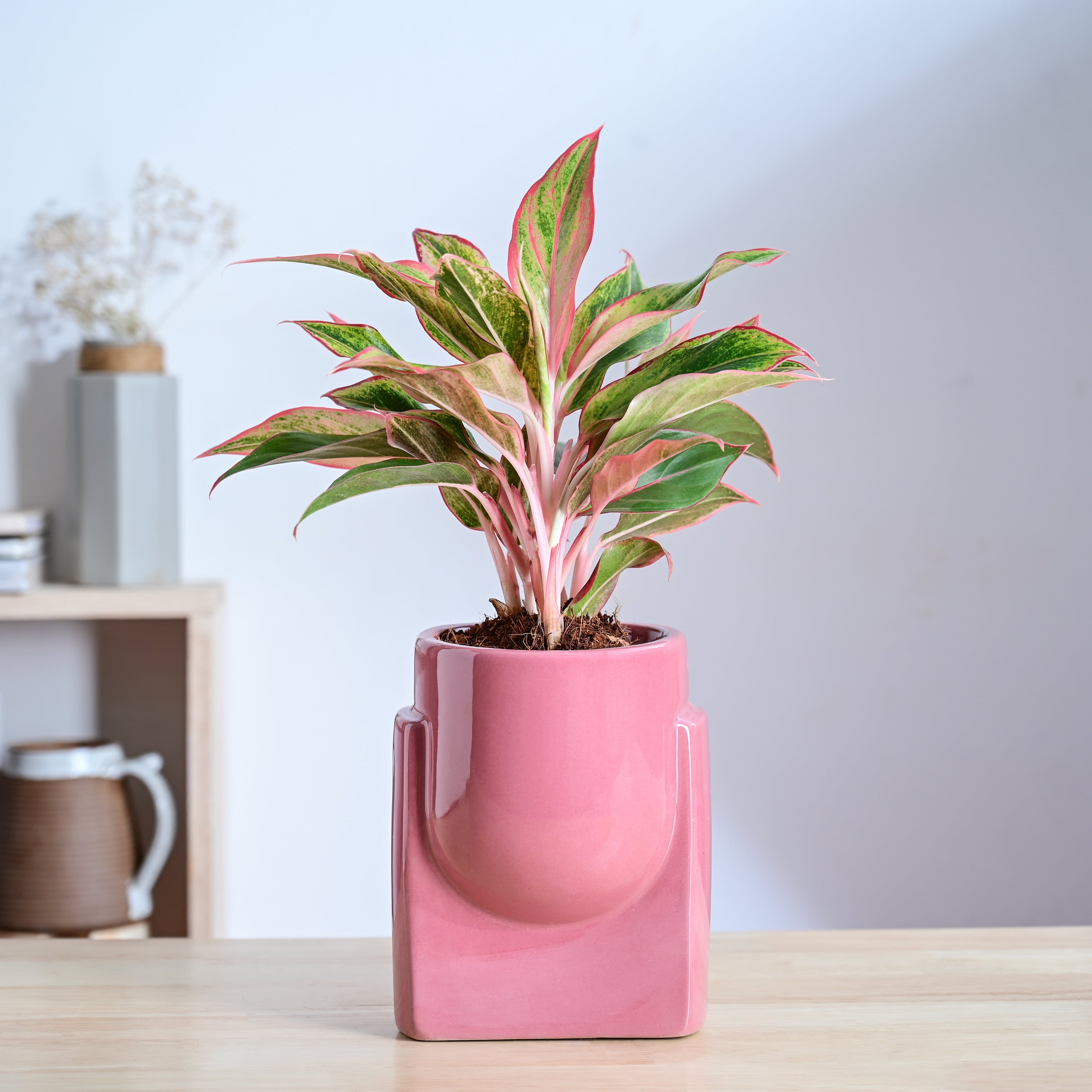 Cats are Gods Ceramic Planter