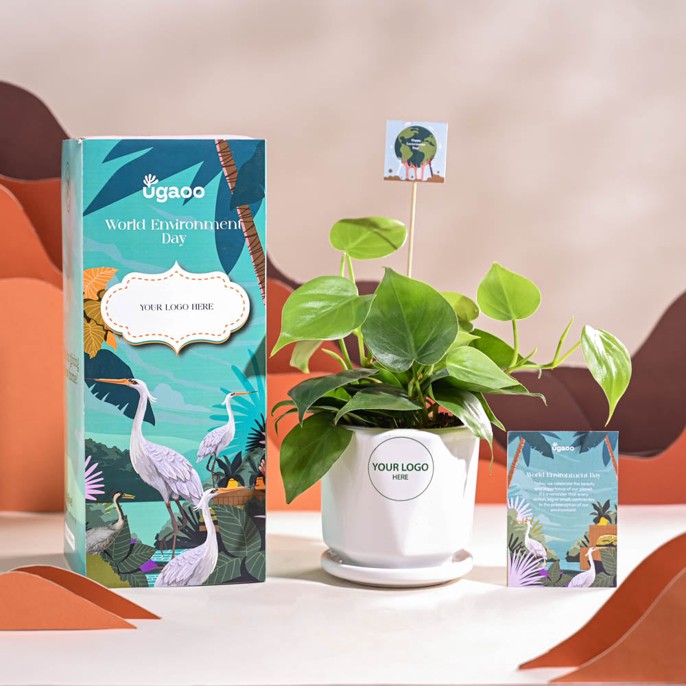 Philodendron Oxycardium Green Plant For Environment Day Gifting