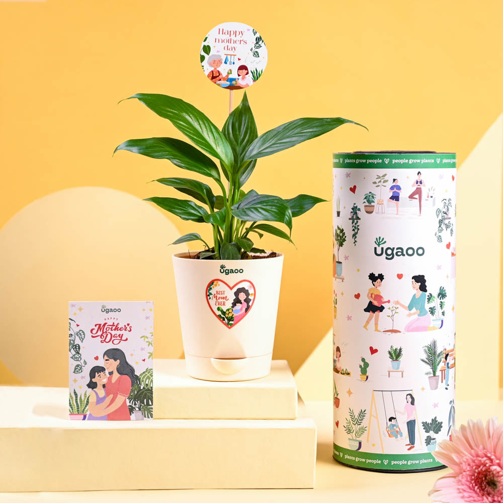 Peace Lily For Mother's Day Gifting