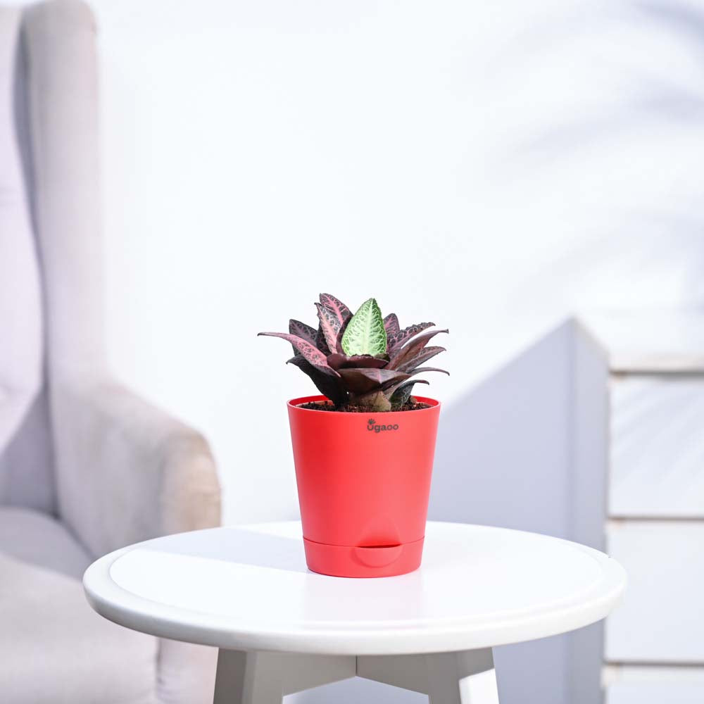 Euphorbia Francoisii Hybrid