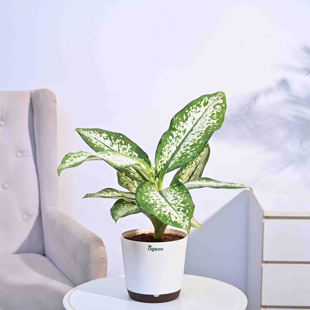 Dieffenbachia Delilah - Large