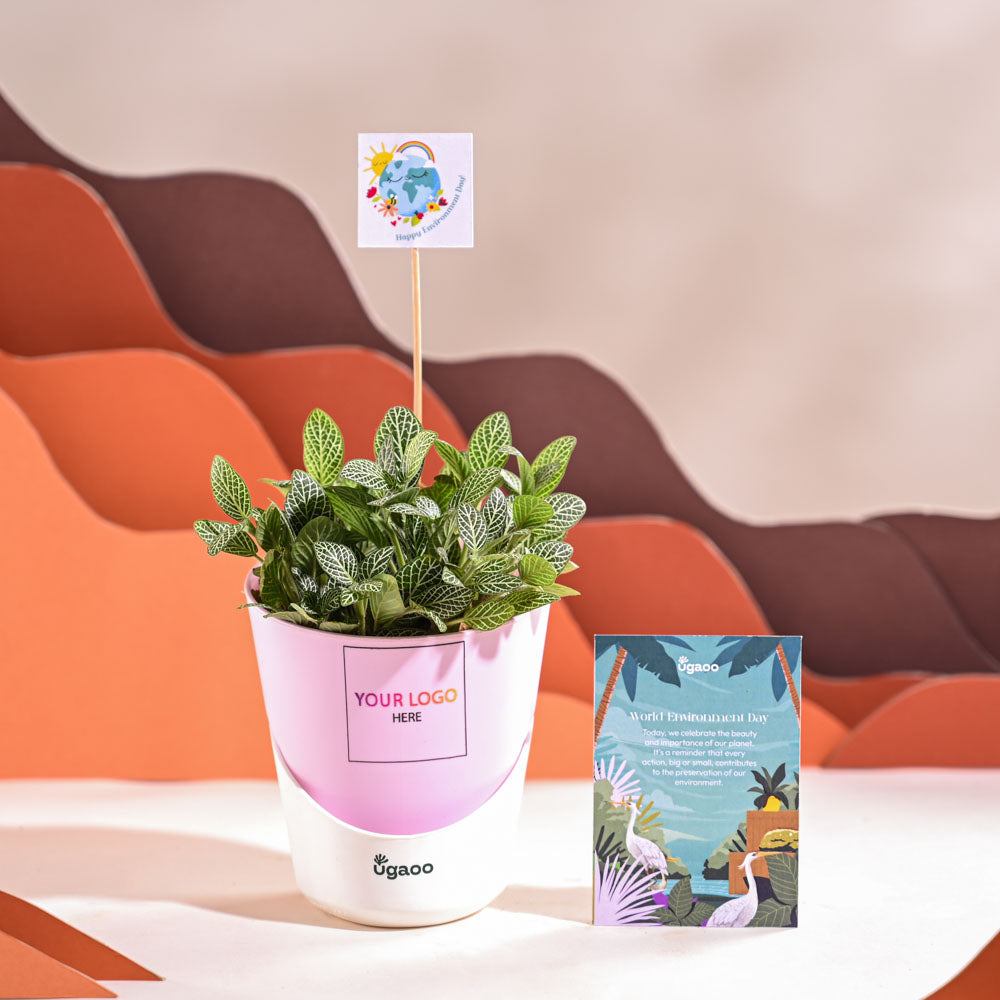 Fittonia Green Plant (Nerve Plant) For Environment Day Gifting