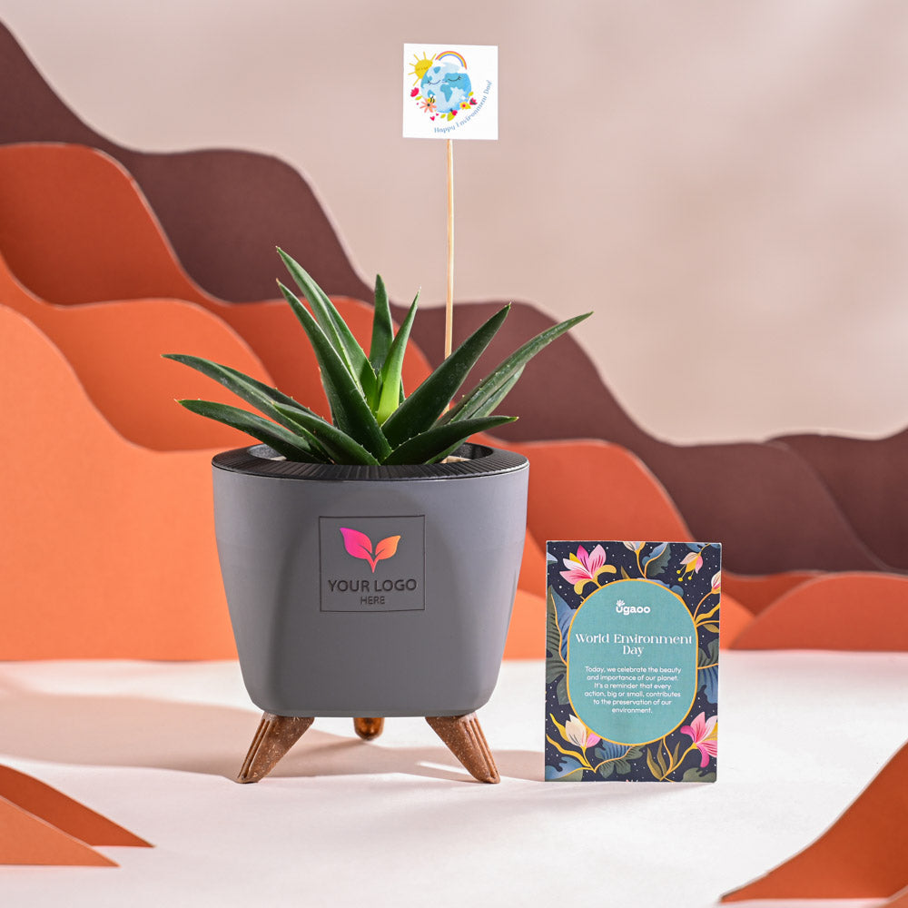 Aloe Vera Green Mini Plant For Environment Day Gifting