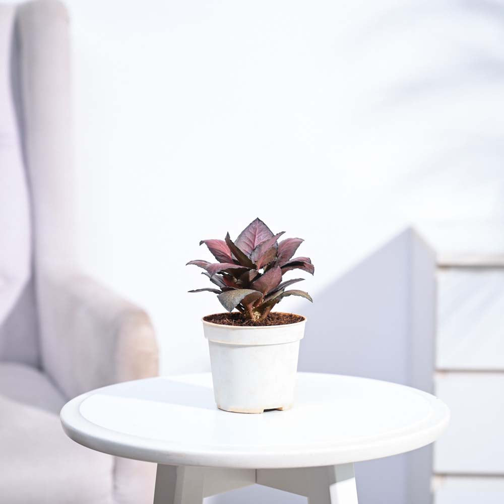 Red Euphorbia Plant