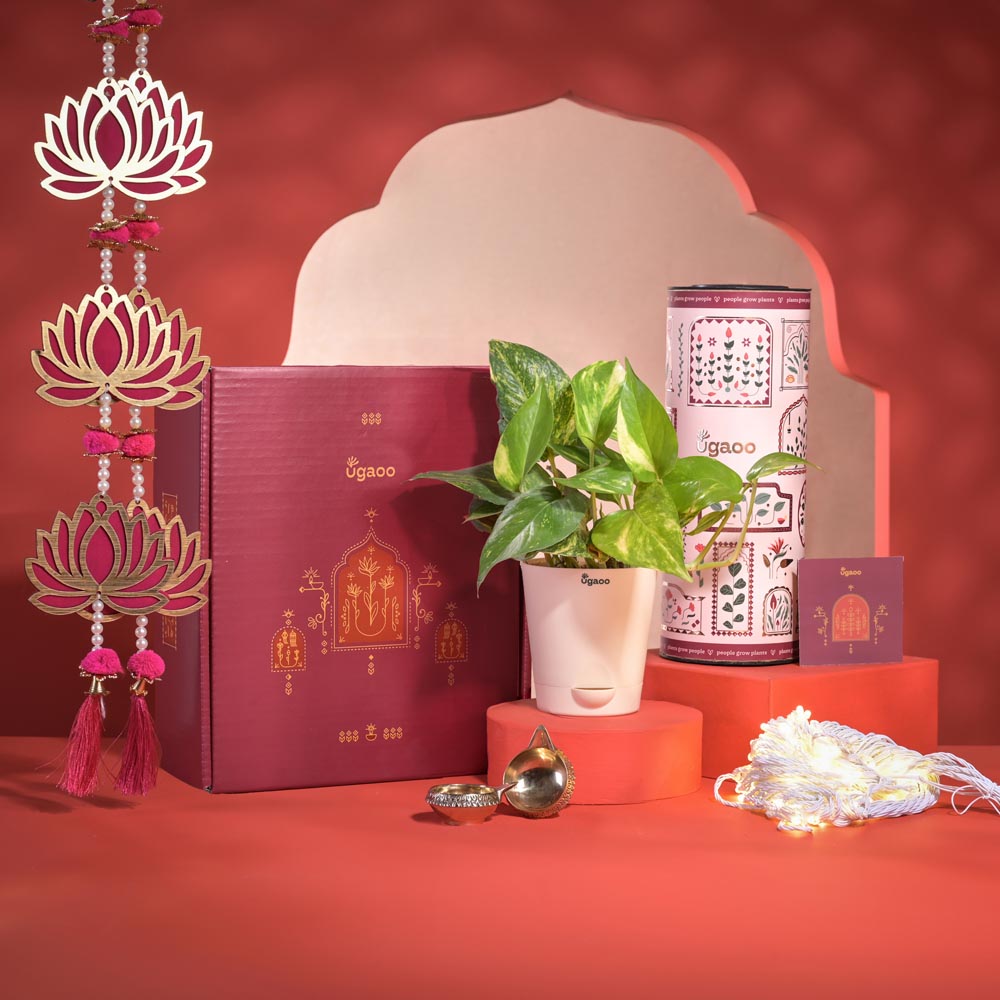 Good Vibes Diwali Gift Hamper