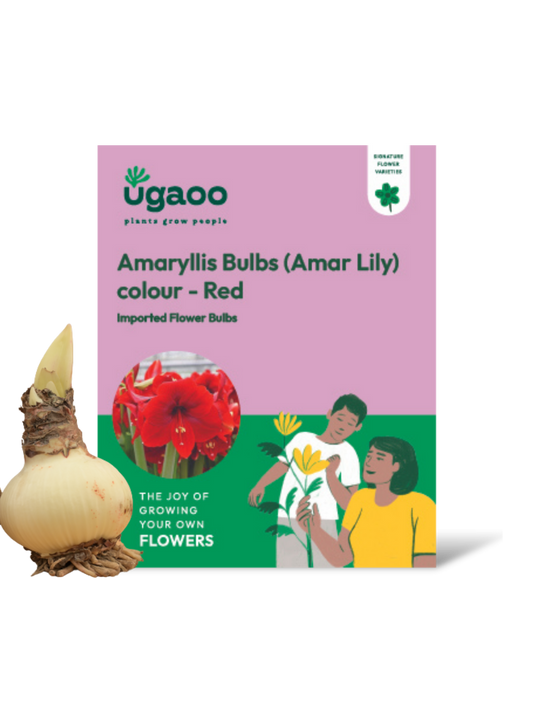 Amaryllis (Amar lily) flower bulb - Red