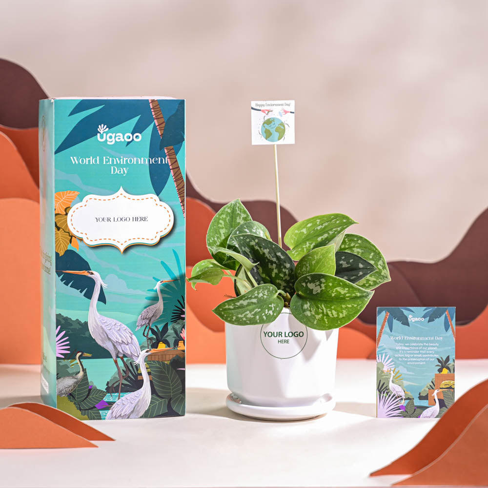 Satin Pothos Argyraeus-small For Environment Day Gifting