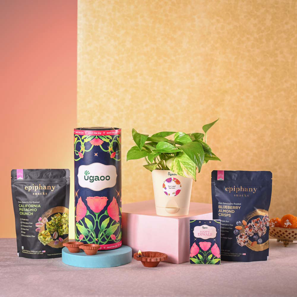 Money plant variegated and Epiphany Snacks Diwali Gift Hamper
