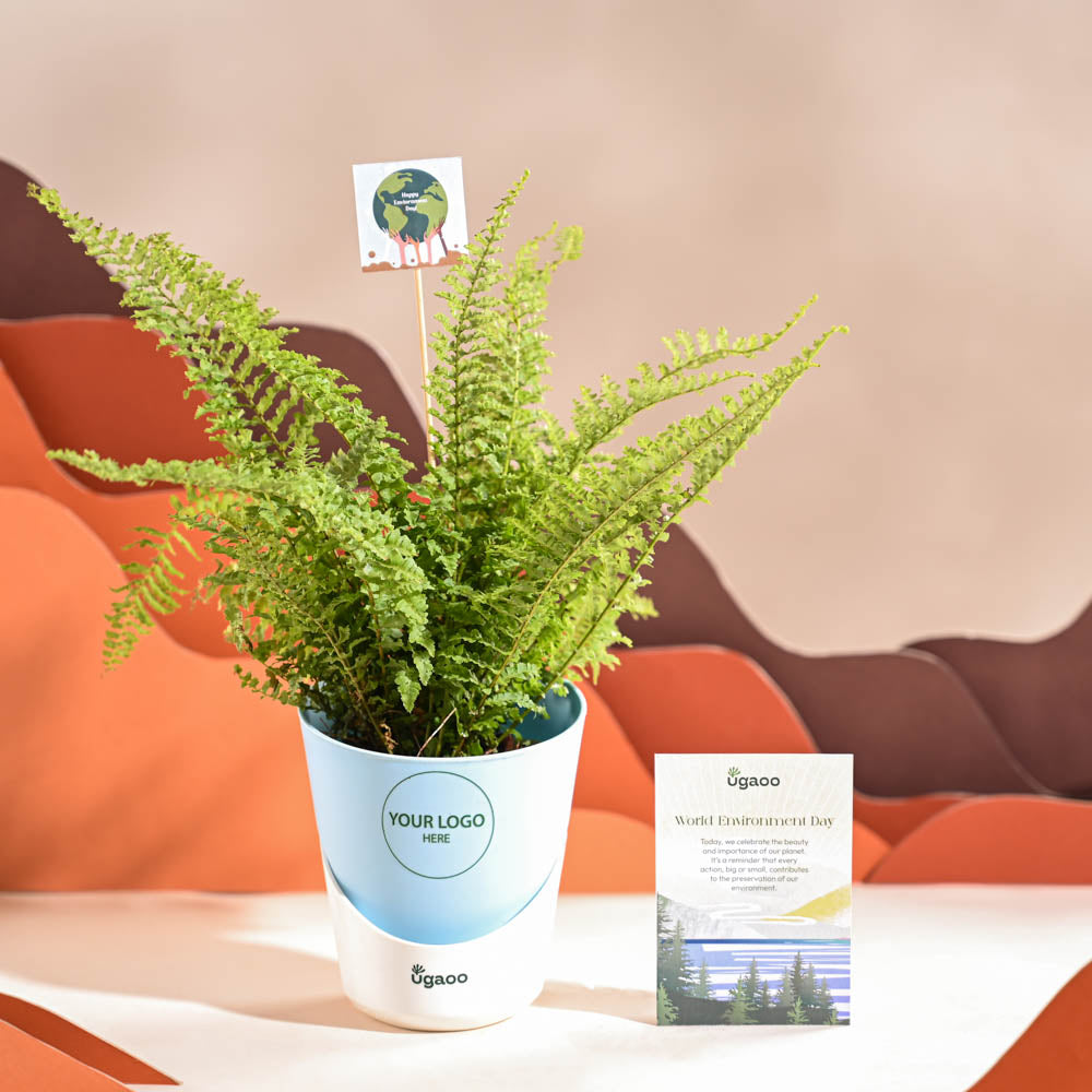 Fern Morpankhi For Environment Day Gifting