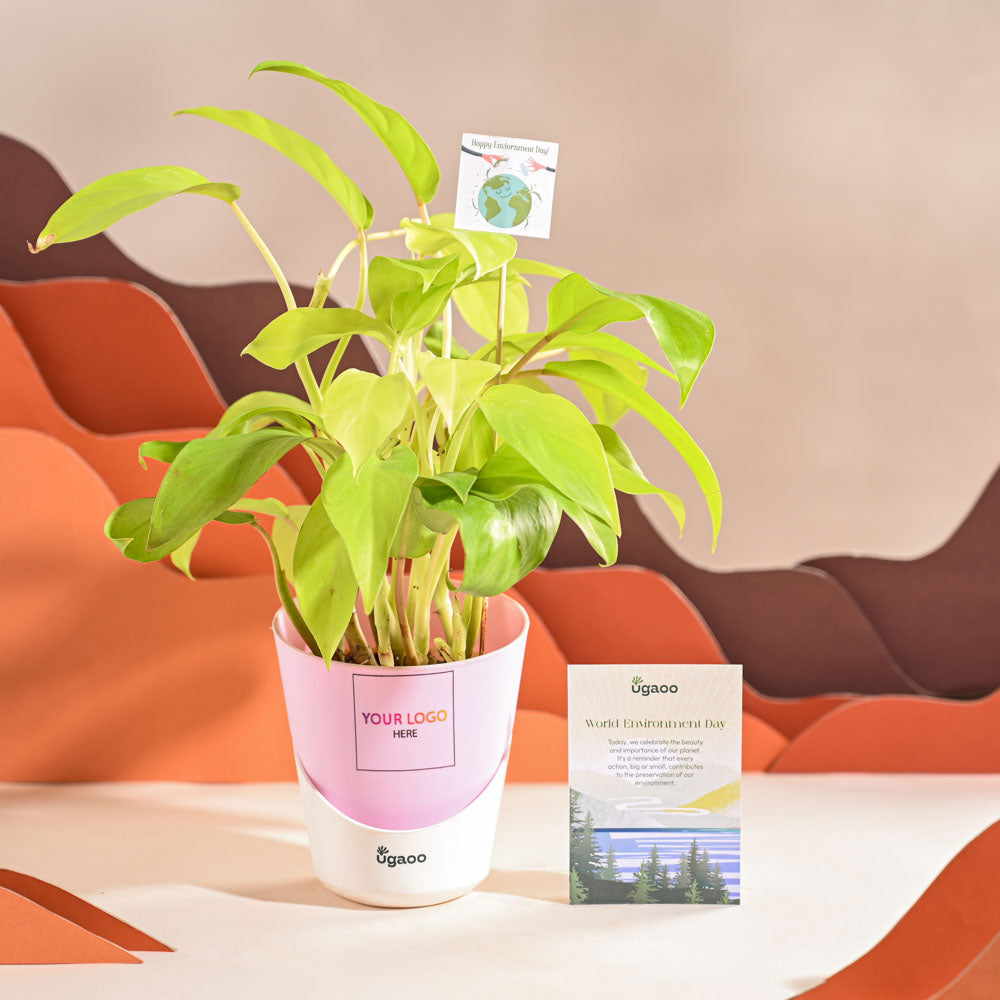 Philodendron Ceylon Golden Plant For Environment Day Gifting