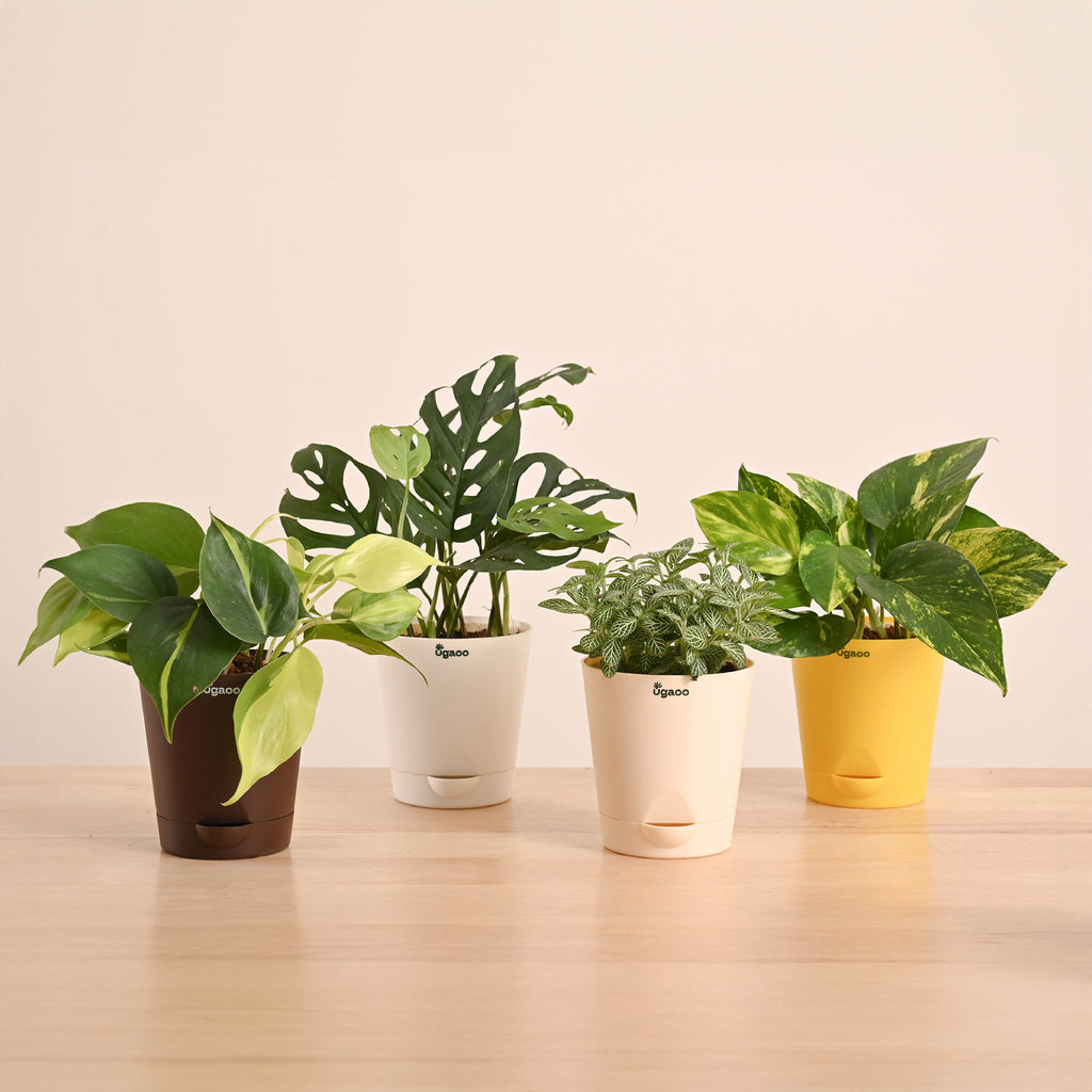 Green Decor Plants Bundle