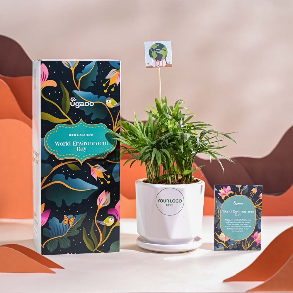 Bamboo Palm Plant For Environment Day Gifting