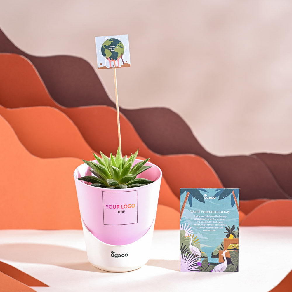 Haworthia Turgida For Environment Day Gifting