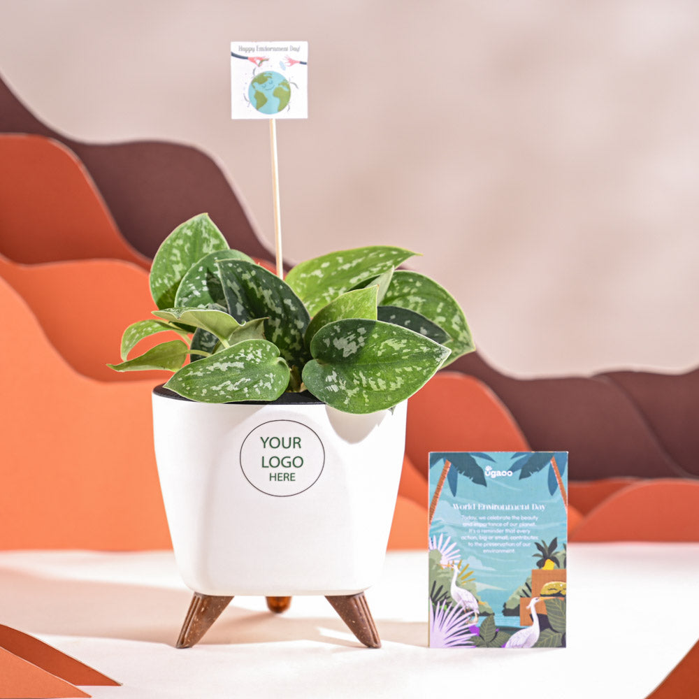 Satin Pothos Argyraeus-small For Environment Day Gifting