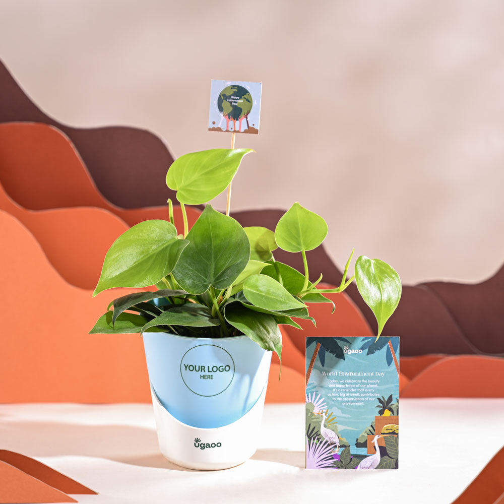 Philodendron Oxycardium Green Plant For Environment Day Gifting