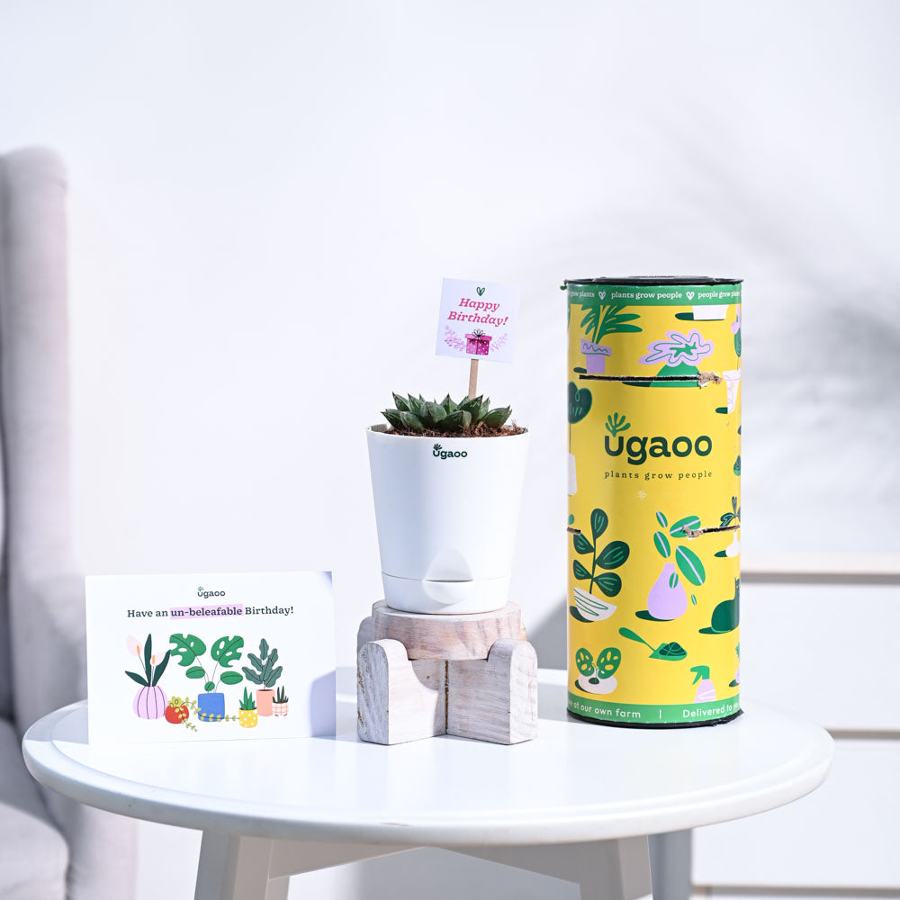 Haworthia Maculata Birthday Gift Hamper