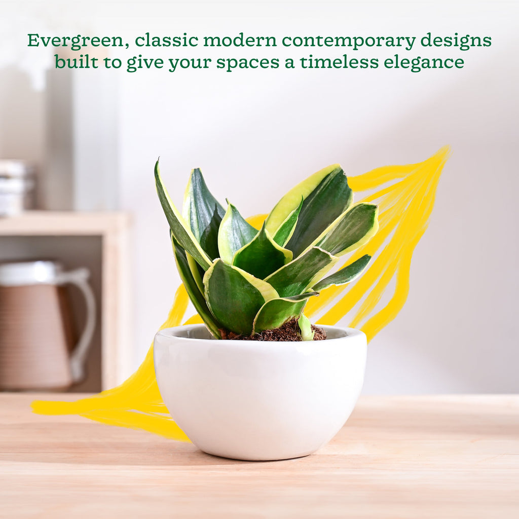 Nature's Hum Fat Ceramic Planter