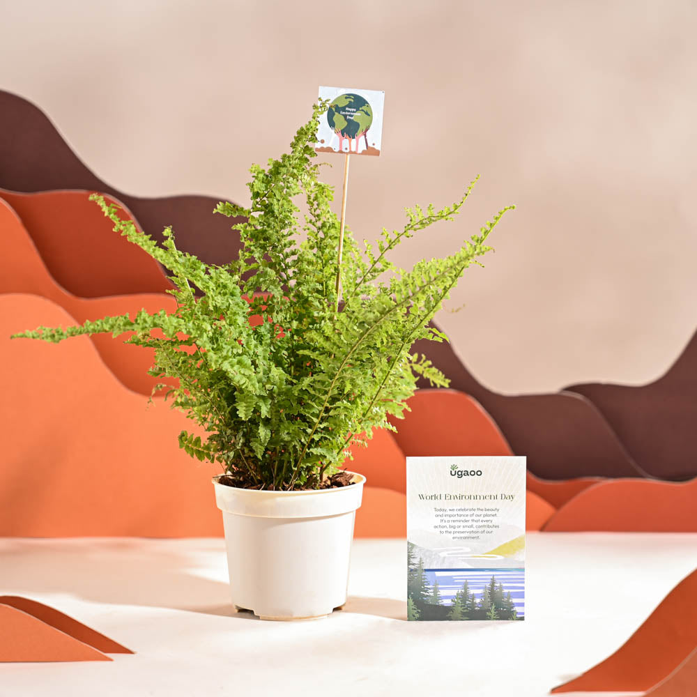 Fern Morpankhi For Environment Day Gifting