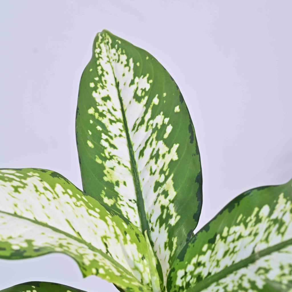 Dieffenbachia Delilah - Large
