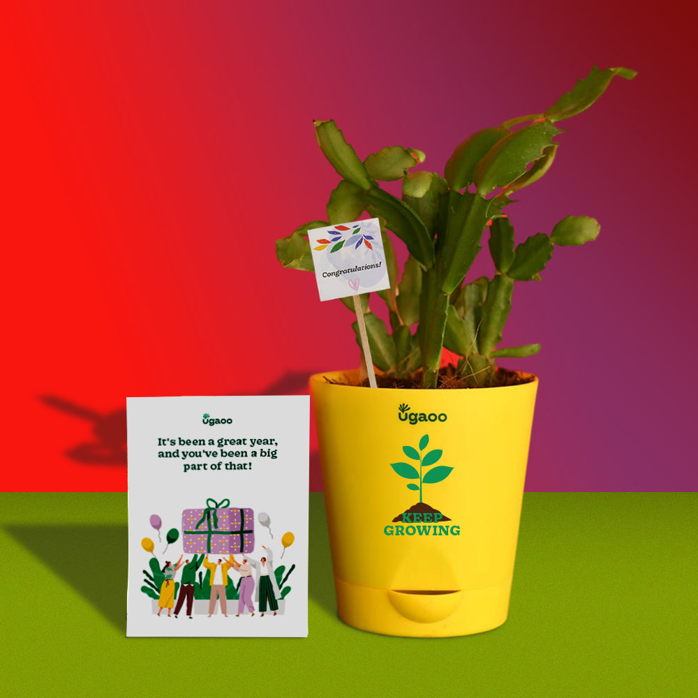 Celebration with Plant & Crisps