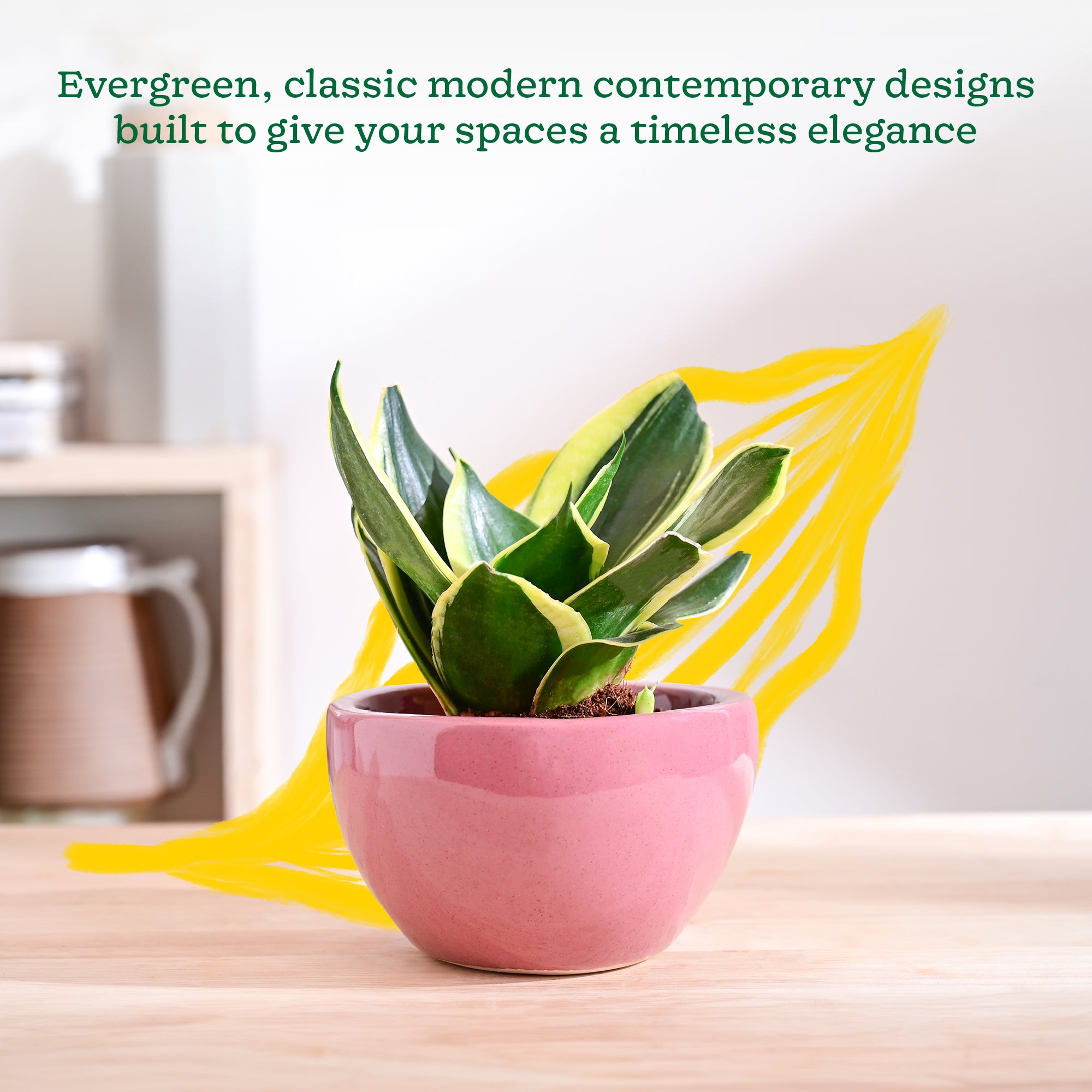 Nature's Hum Fat Ceramic Planter