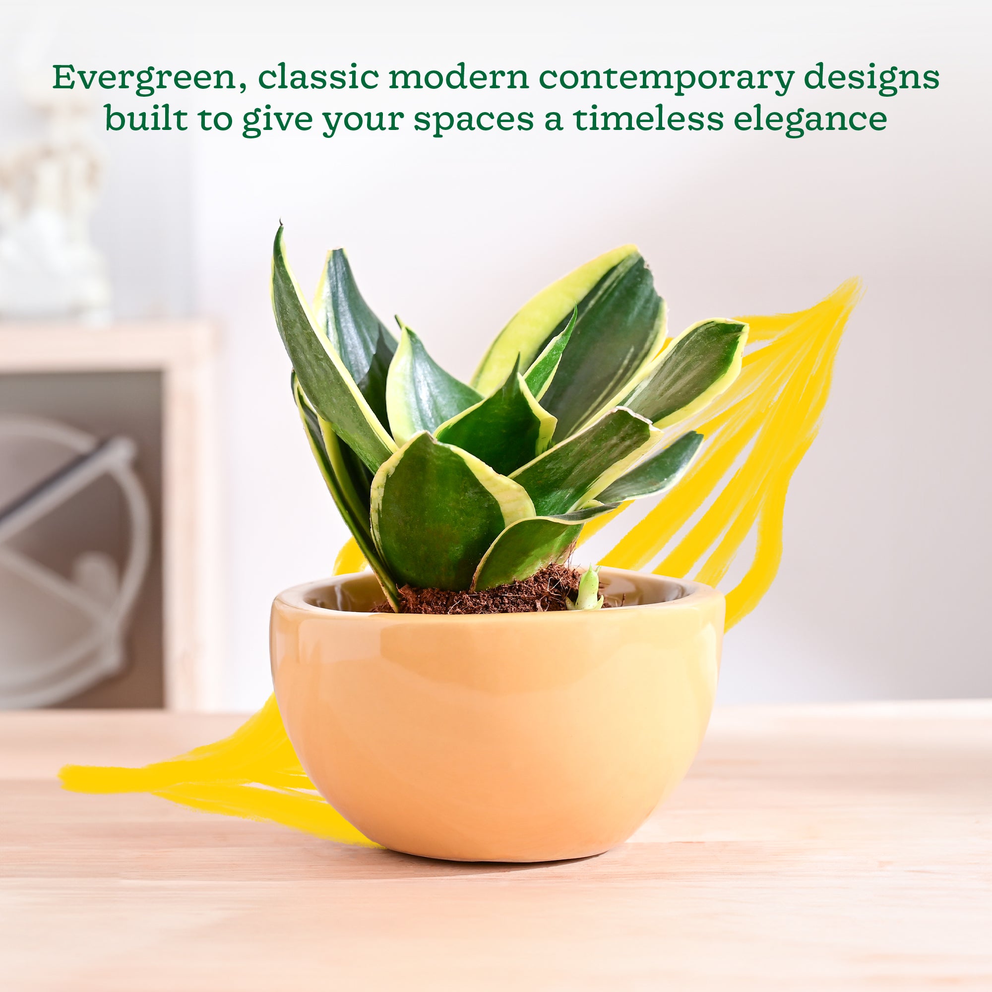 Nature's Hum Fat Ceramic Planter